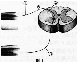 中学生物学科知识与教学能力,历年真题,2017年下半年教师资格证考试《生物学科知识与教学能力》（初级中学）真题