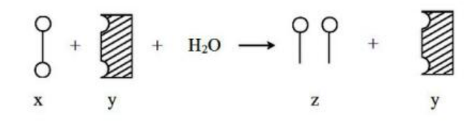 中学生物学科知识与教学能力,历年真题,2020年教师资格证考试《生物学科知识与教学能力》（高级中学）真题