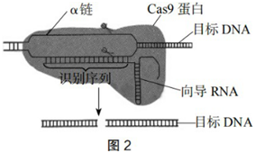 中学生物学科知识与教学能力,历年真题,2019年下半年教师资格证考试《生物学科知识与教学能力》（高级中学）真题