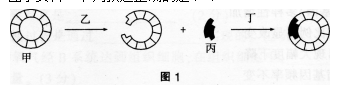 中学生物学科知识与教学能力,高分通关卷,2021年教师资格证考试《生物学科知识与教学能力》（初级中学）高分通关卷2